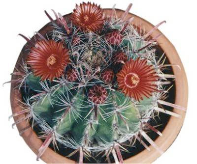 ferocactus_latispinus_1